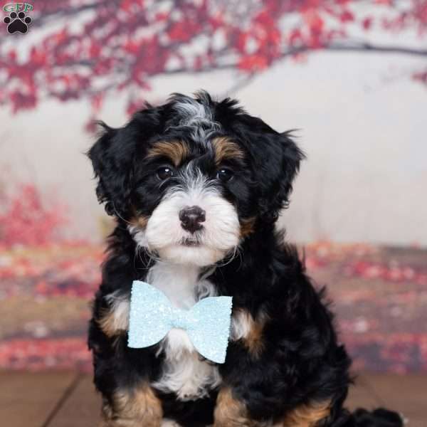 Zachery, Mini Bernedoodle Puppy